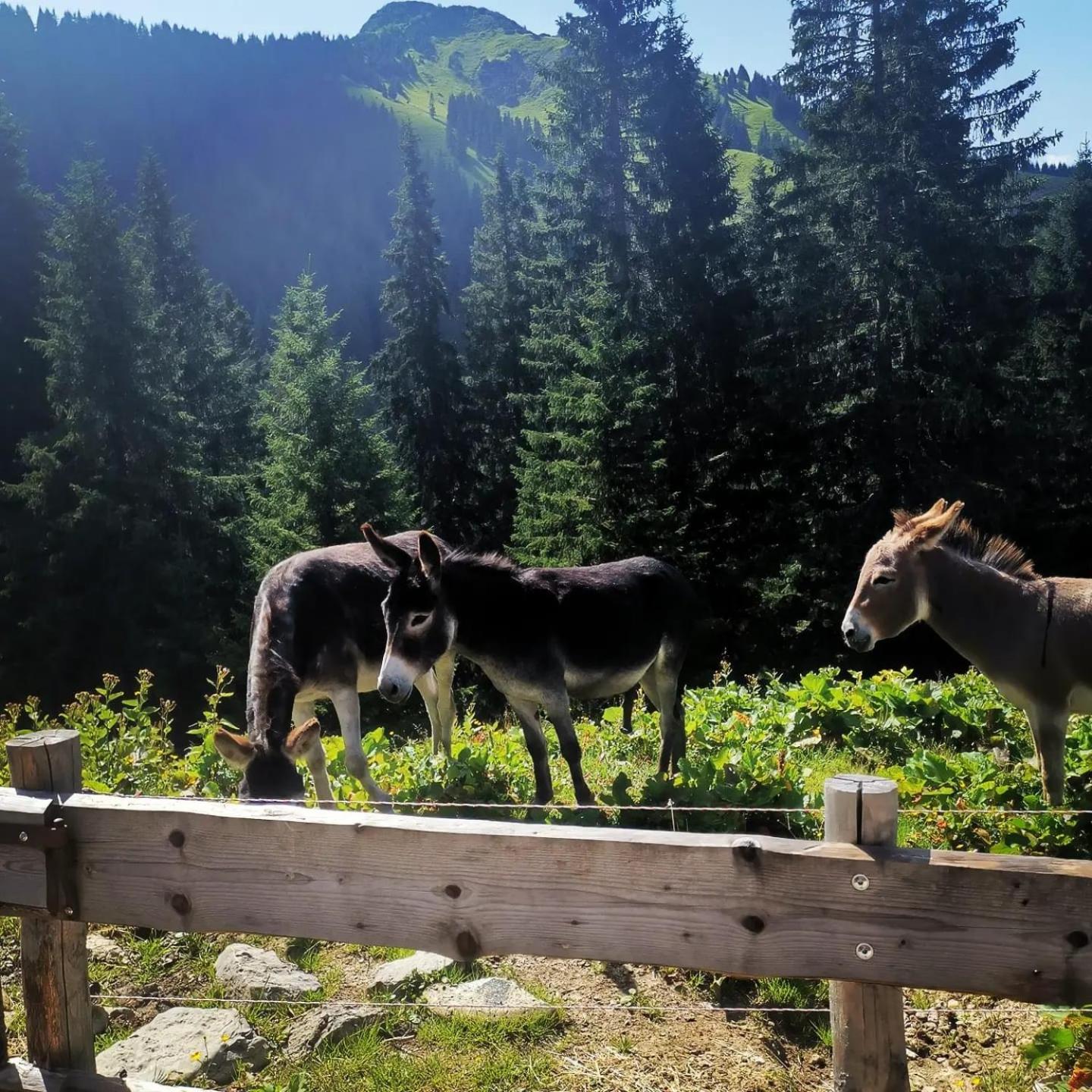 Alpapart Hornberg Hofen Екстер'єр фото